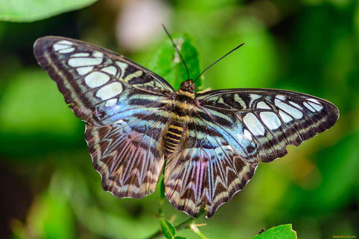 Узоры на крыльях бабочки
