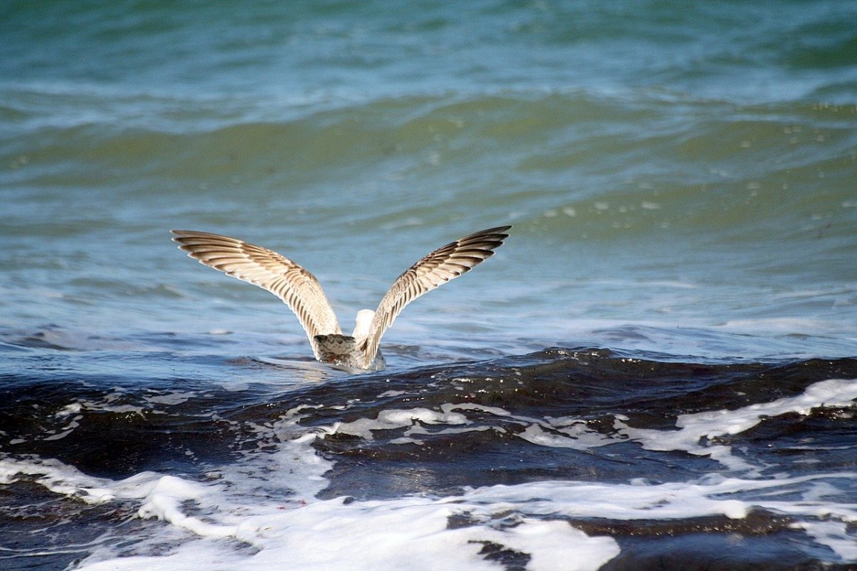 Плавающие п ицы Балтийского моря