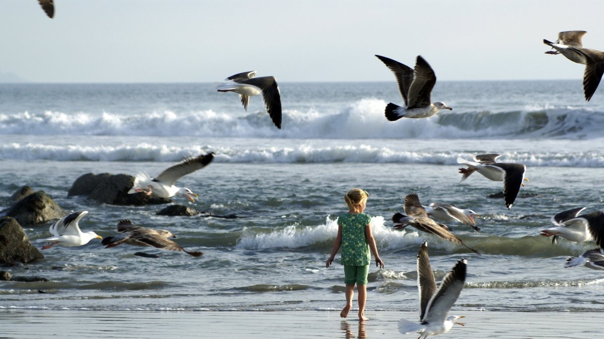 Птицы побережий