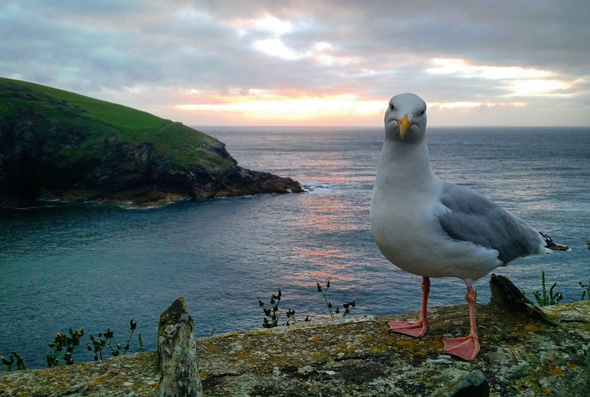 Чайки на берегу моря