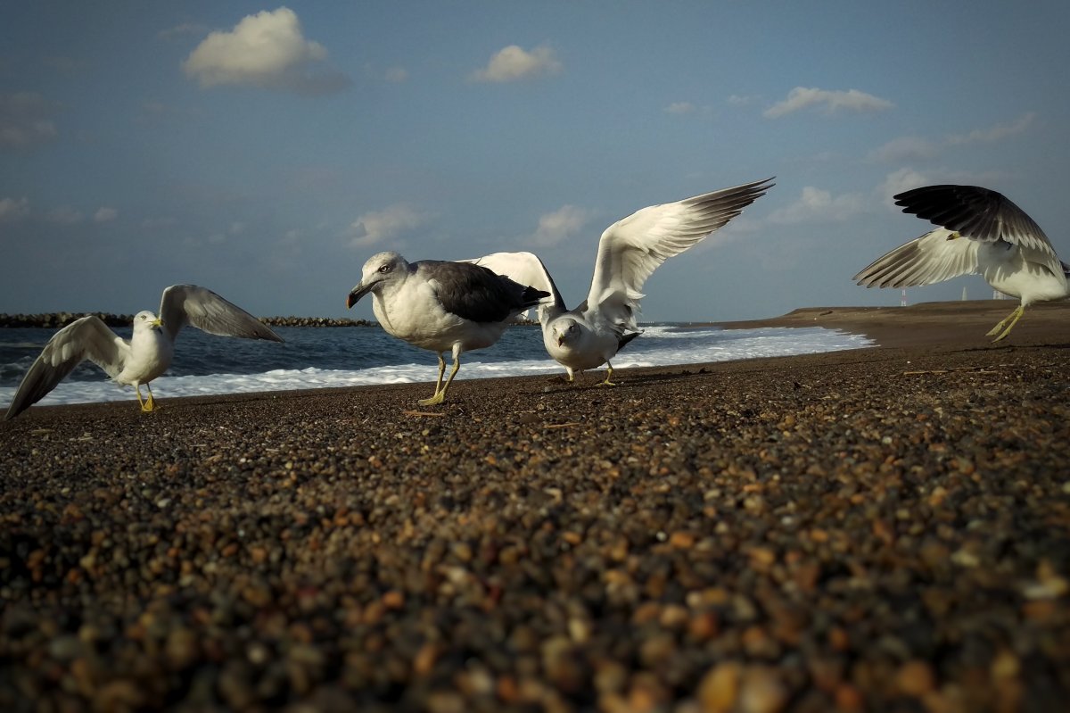 Птицы черного моря