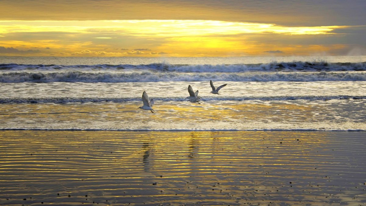 Бескрайнее море и птица