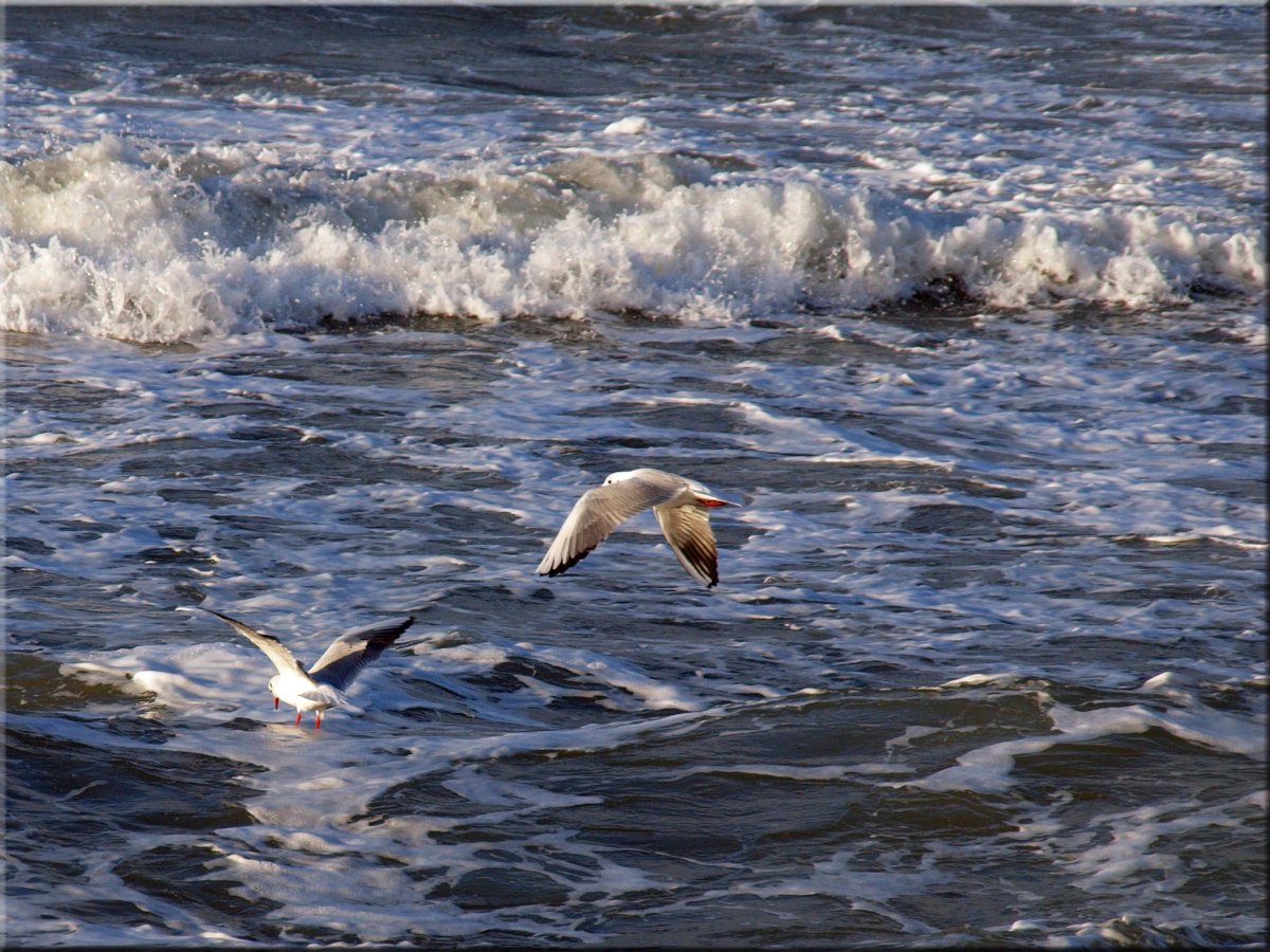 Птицы морей побережий и рек