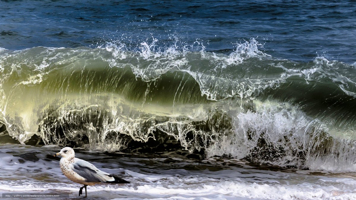 Море Прибой Чайки