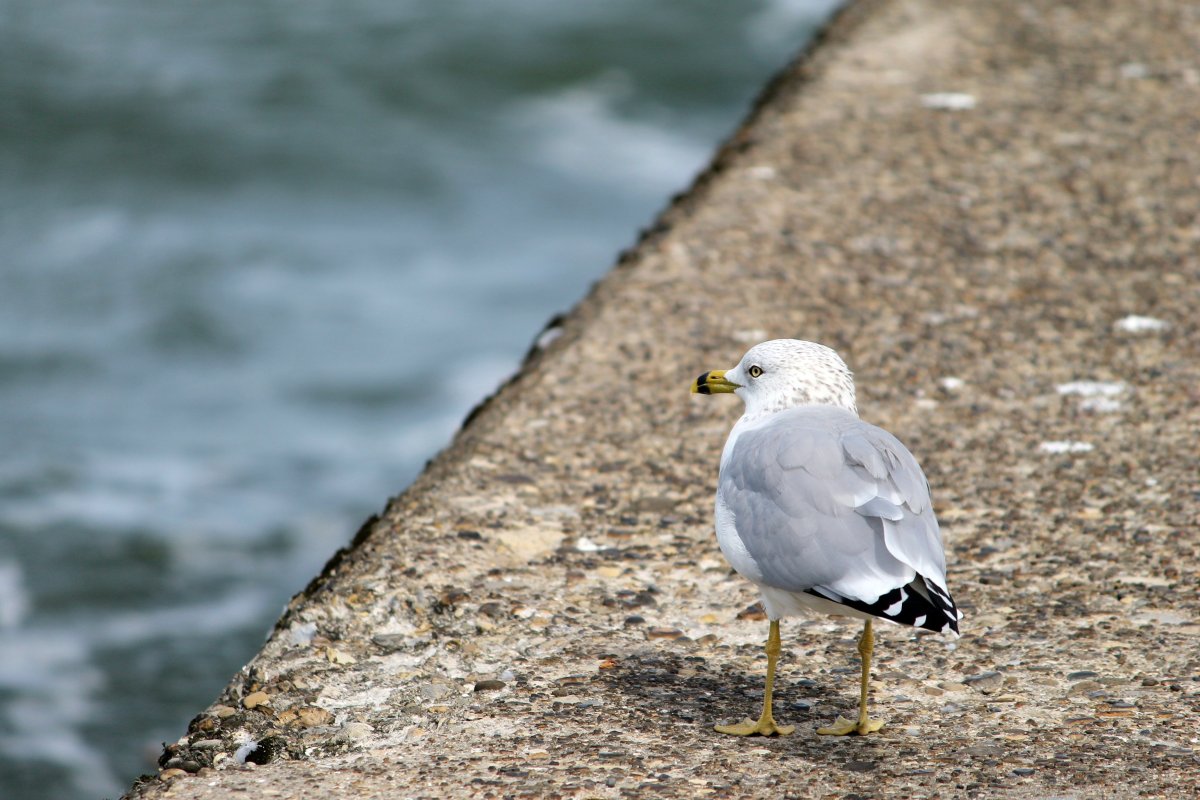 Прибрежные птицы