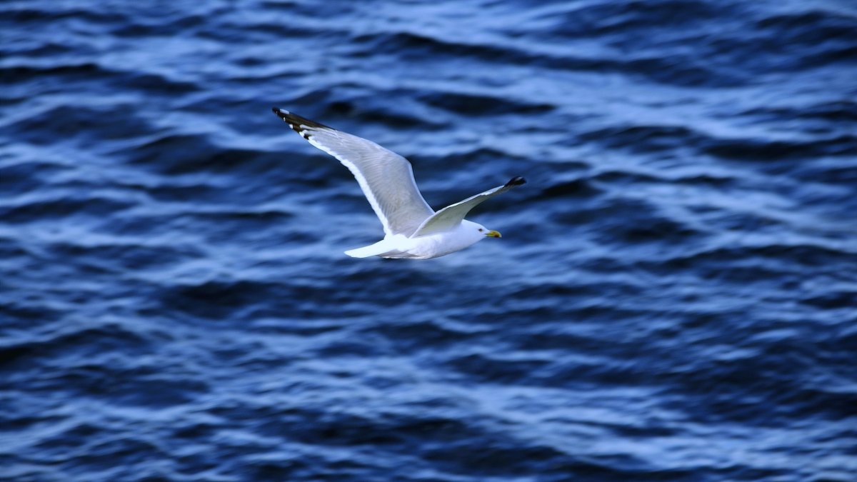 Чайки в небе