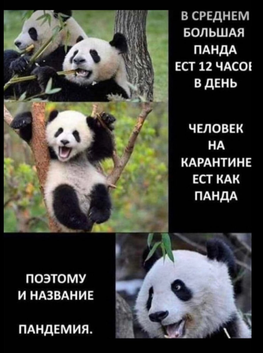 Панда Пандемия