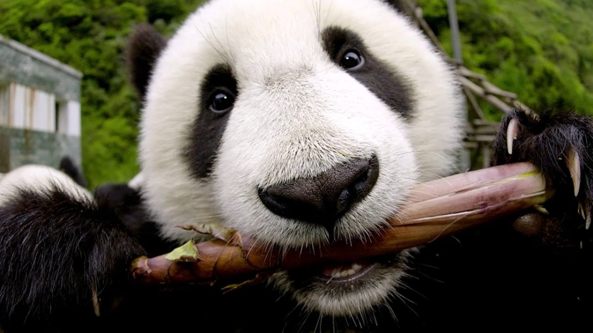 Зубы панды