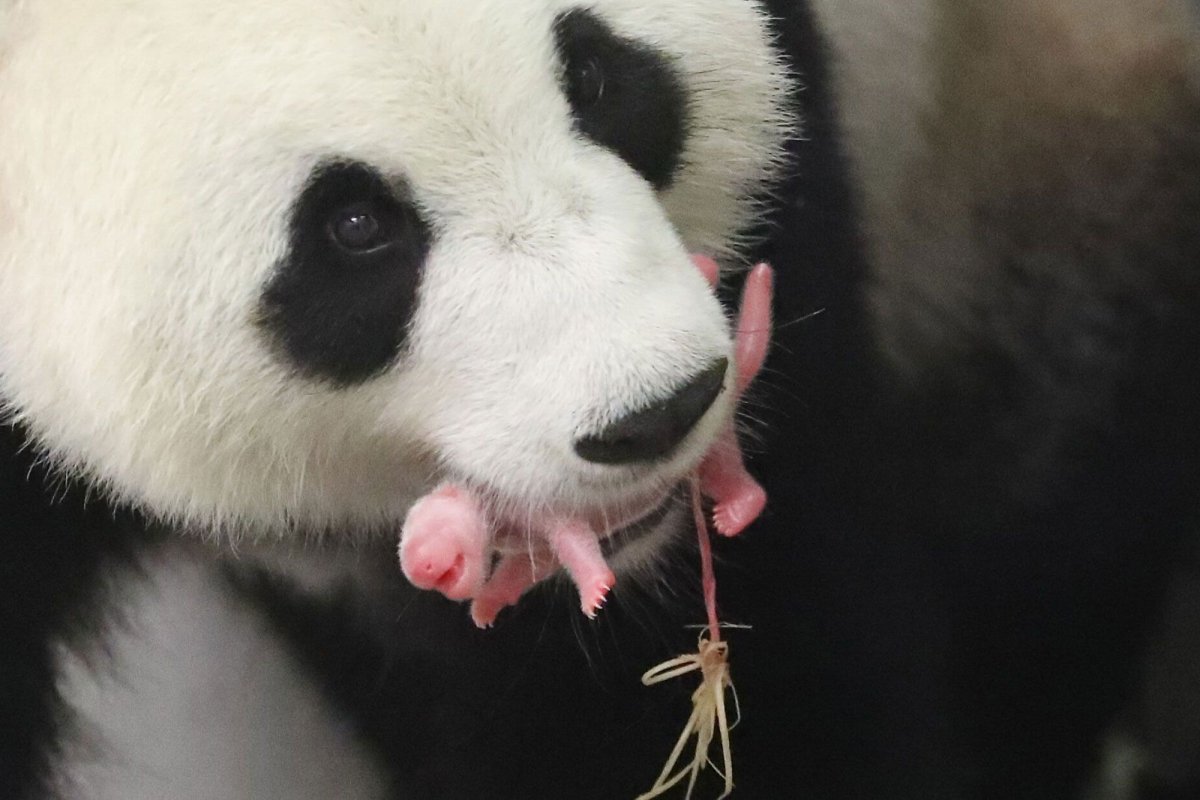 Рождение панды