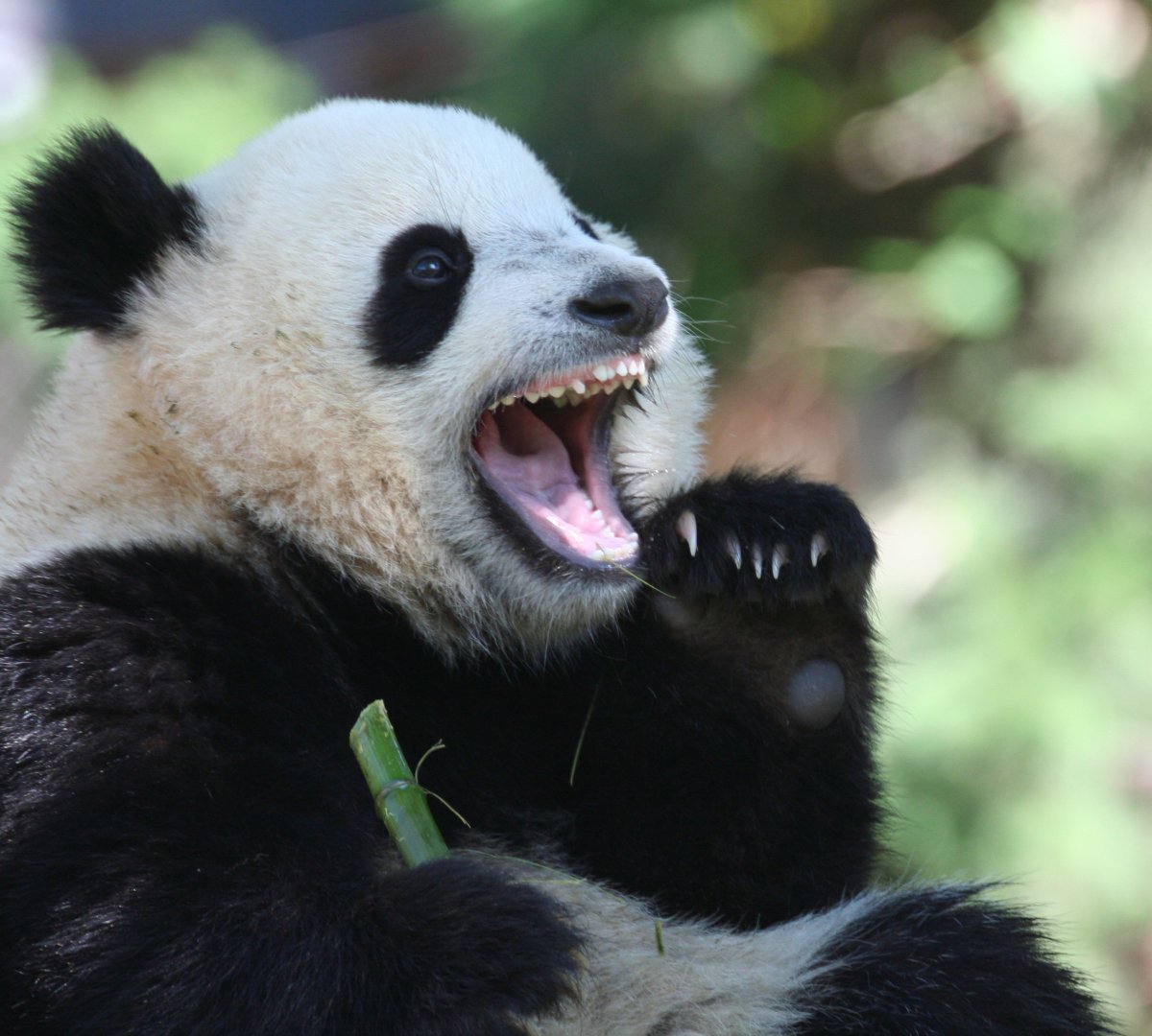 Панда смеется