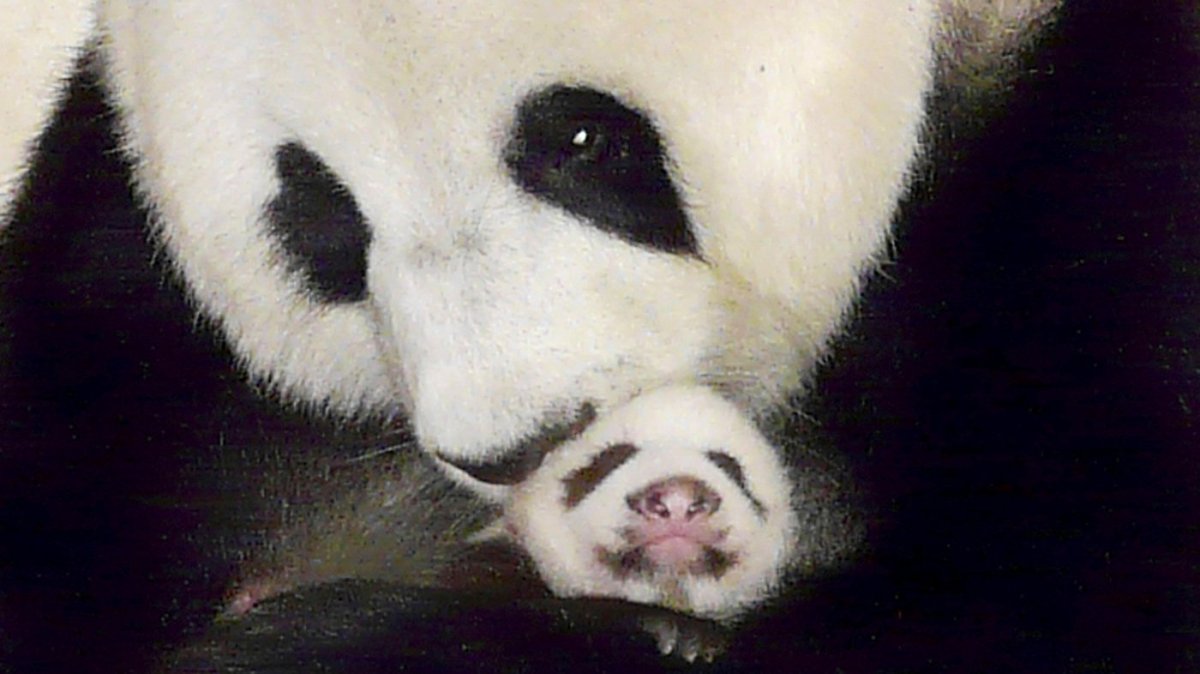 Зубы панды
