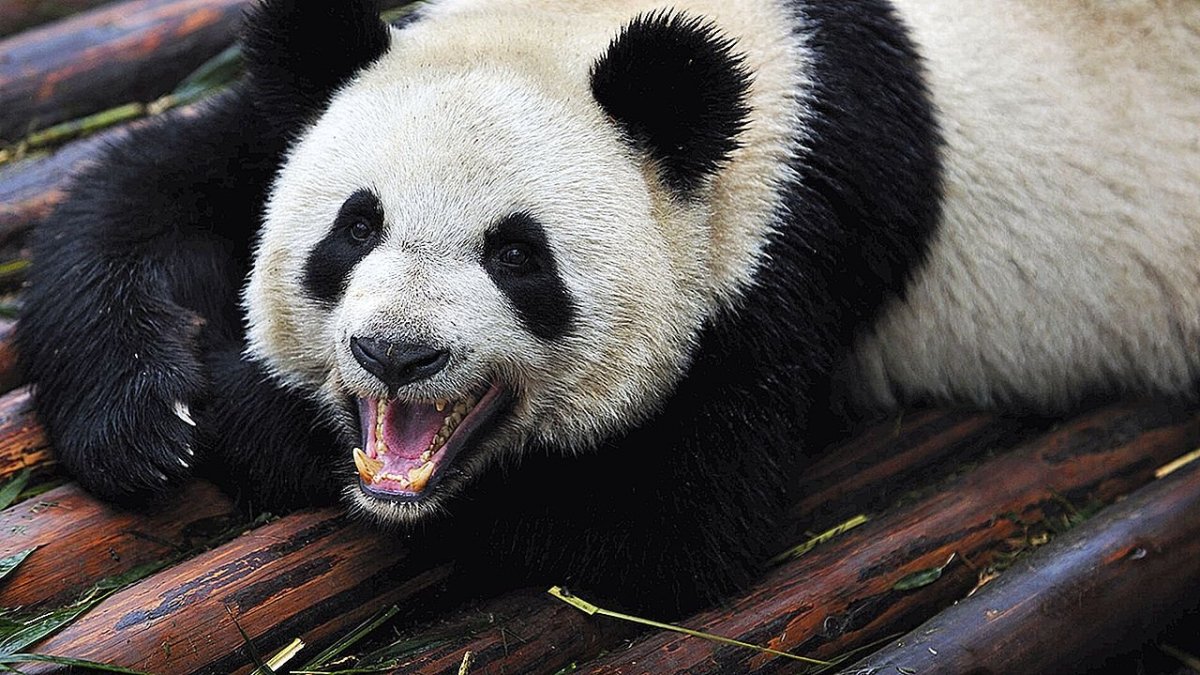 Панда агрессия