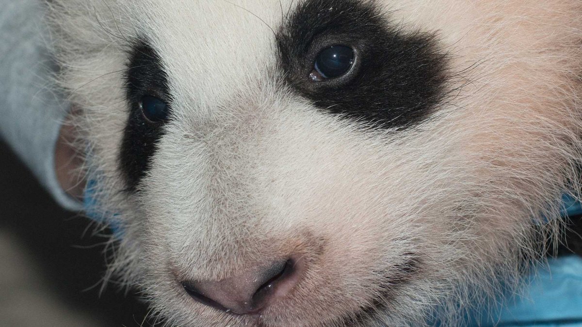 Внешнее строение панды