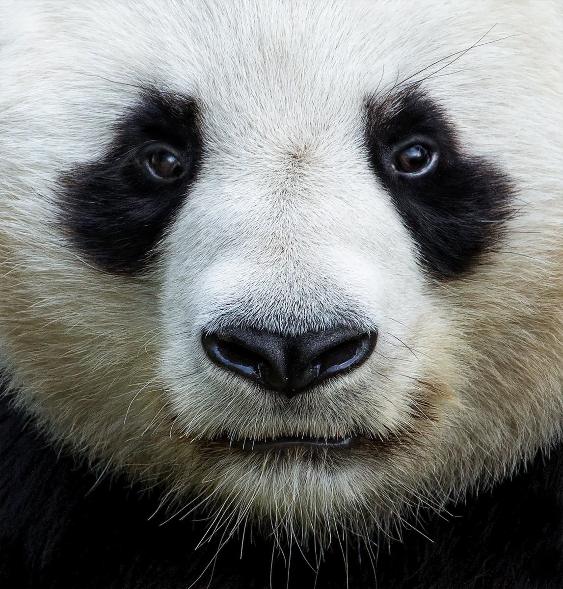 Окрас панды