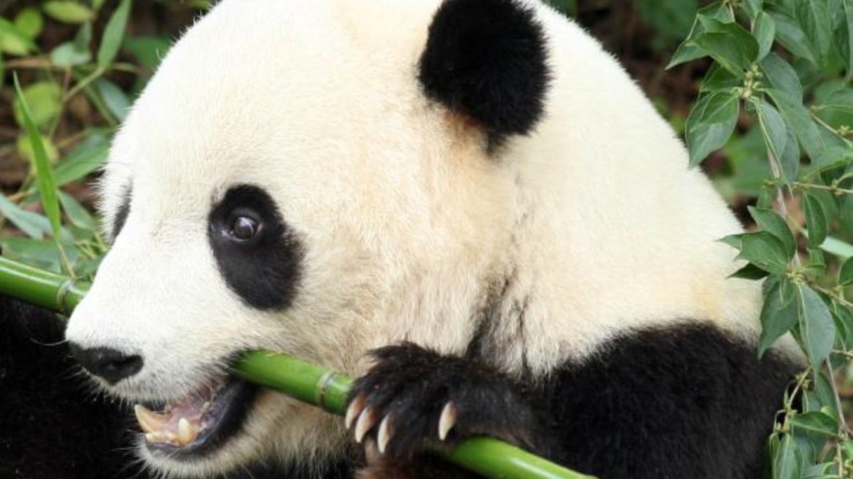 Бамбу Панда
