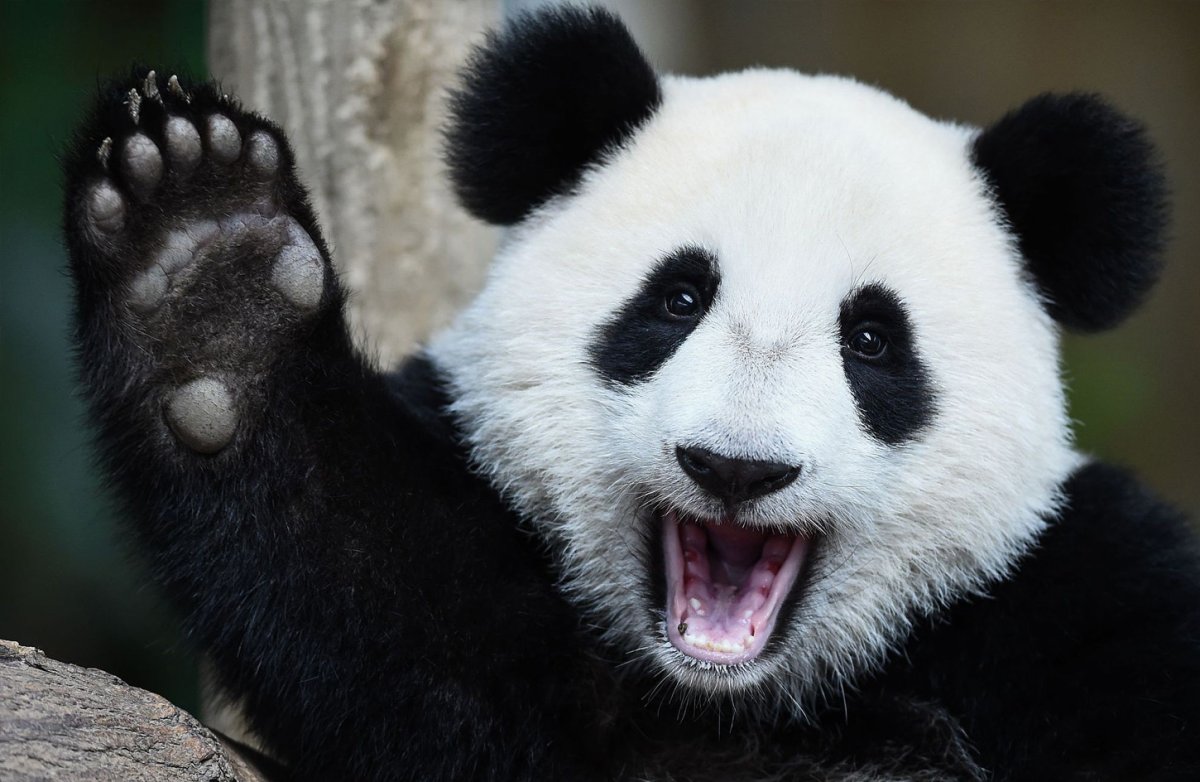Панда фото