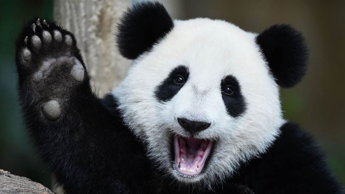 Лапа большой панды