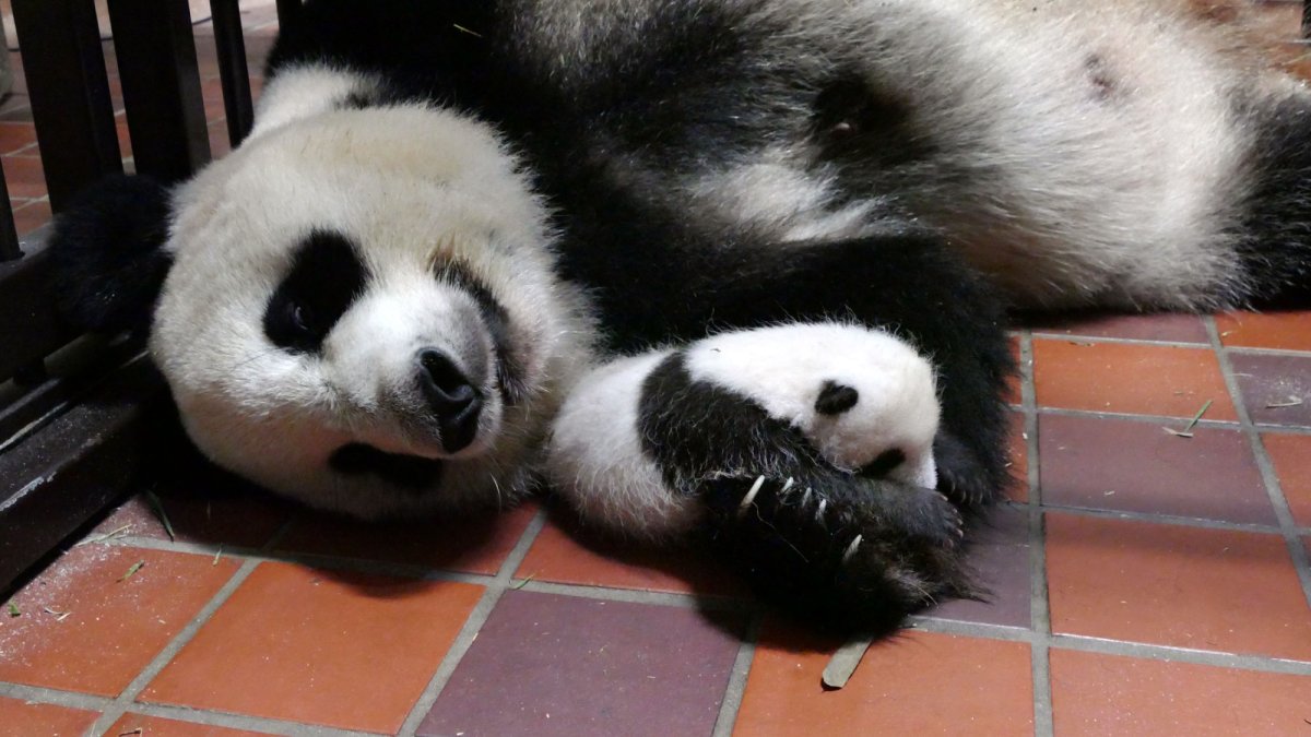 Голубоглазая Панда