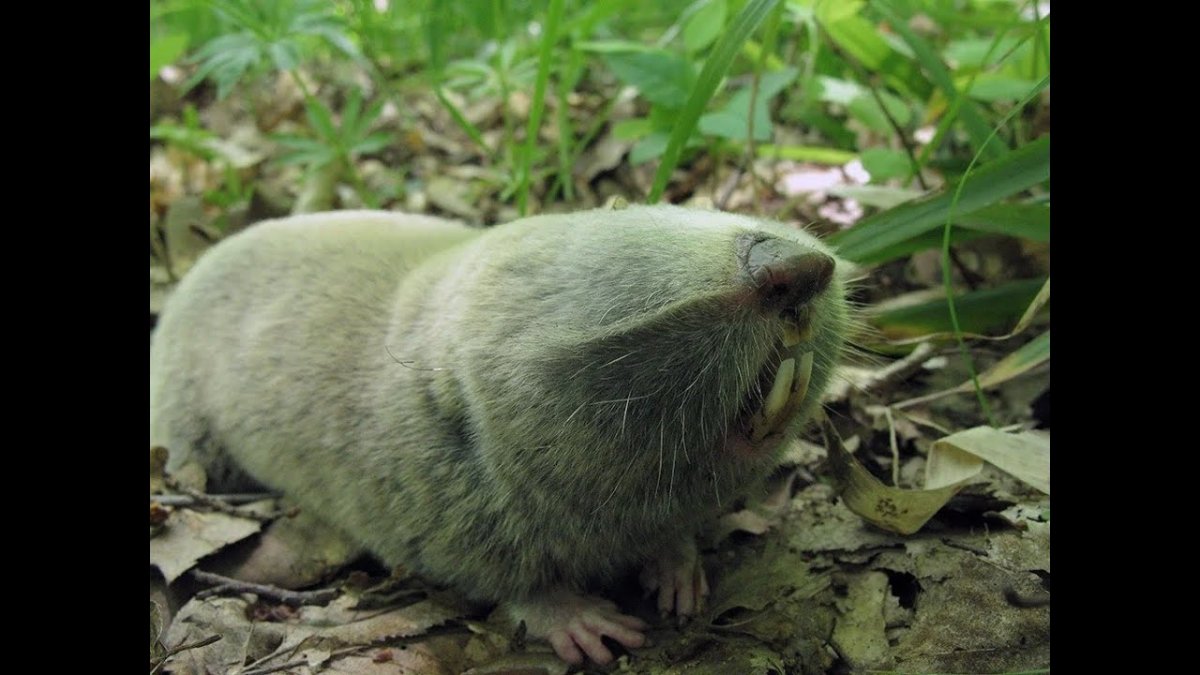 Крот слепыш