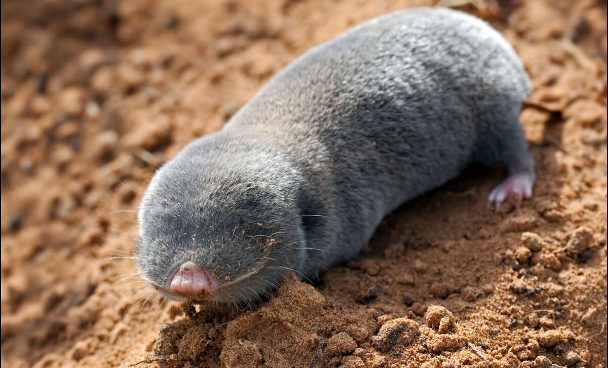 Землеройка слепыш