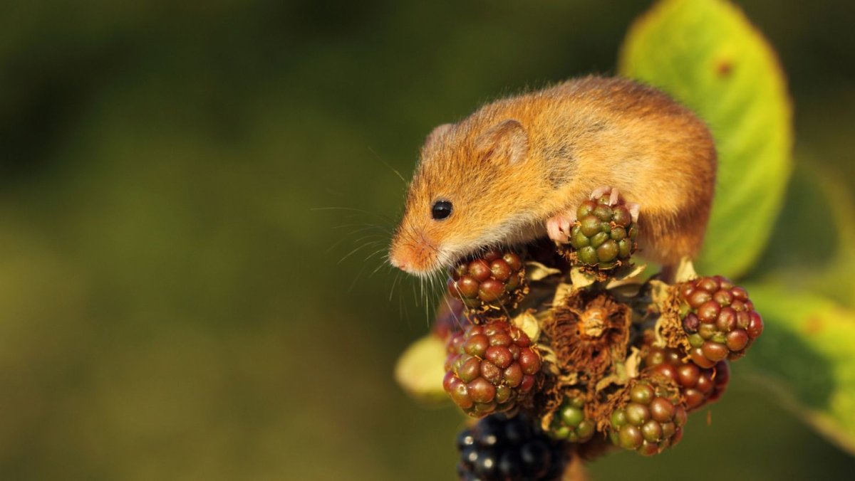 Мышь Малютка мышата