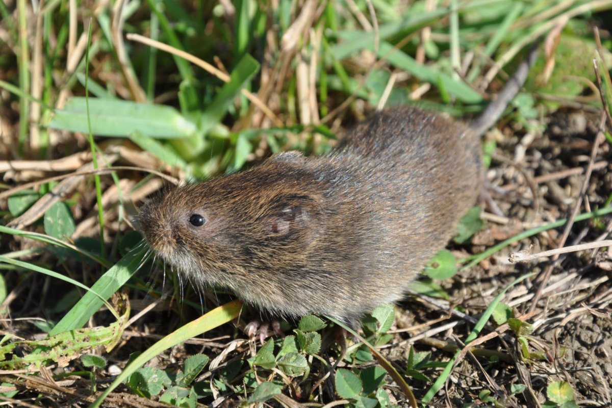 Полёвка-Экономка Microtus oeconomus