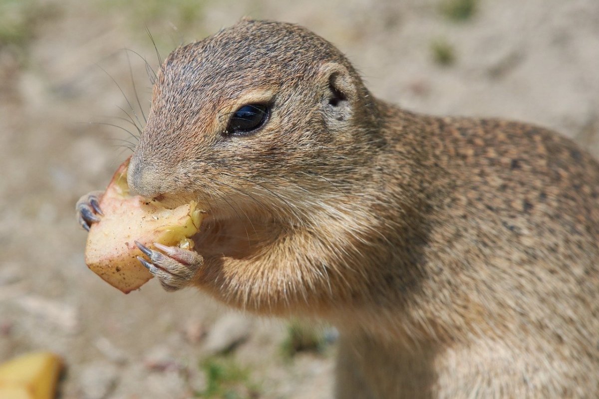 Суслик на аву