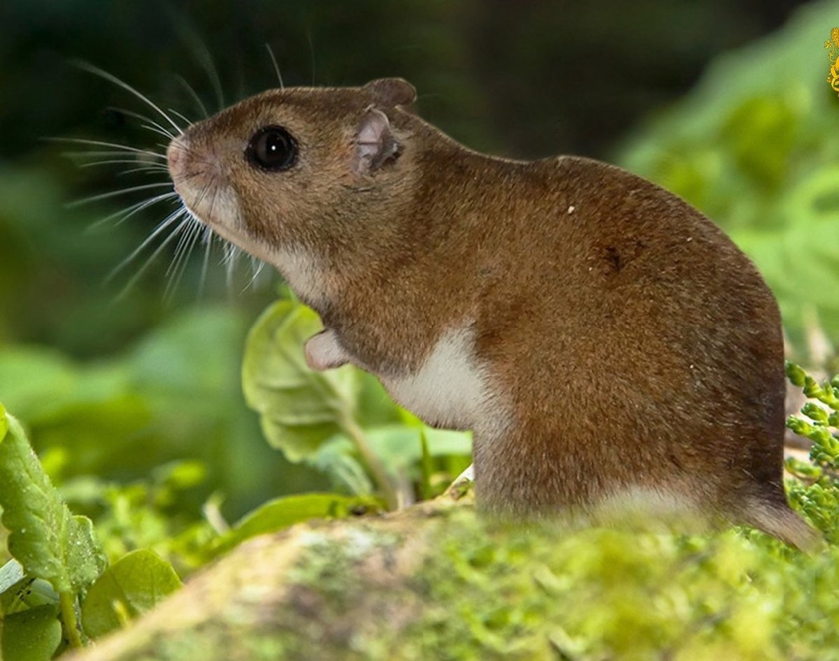 Хомячок Эверсманна (Allocricetulus eversmanni Brandt)