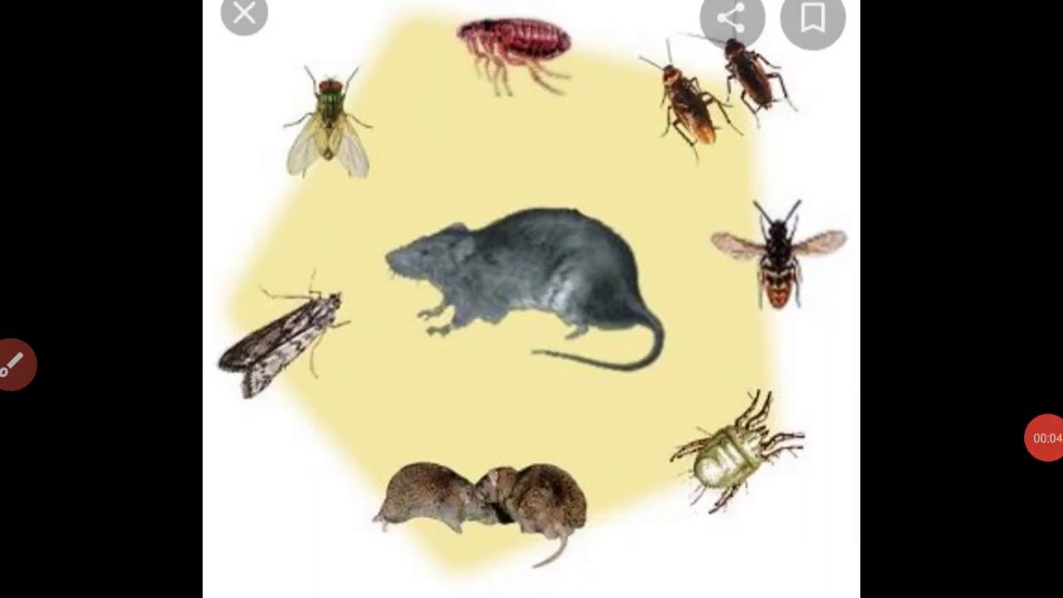 Грызуны и насекомые