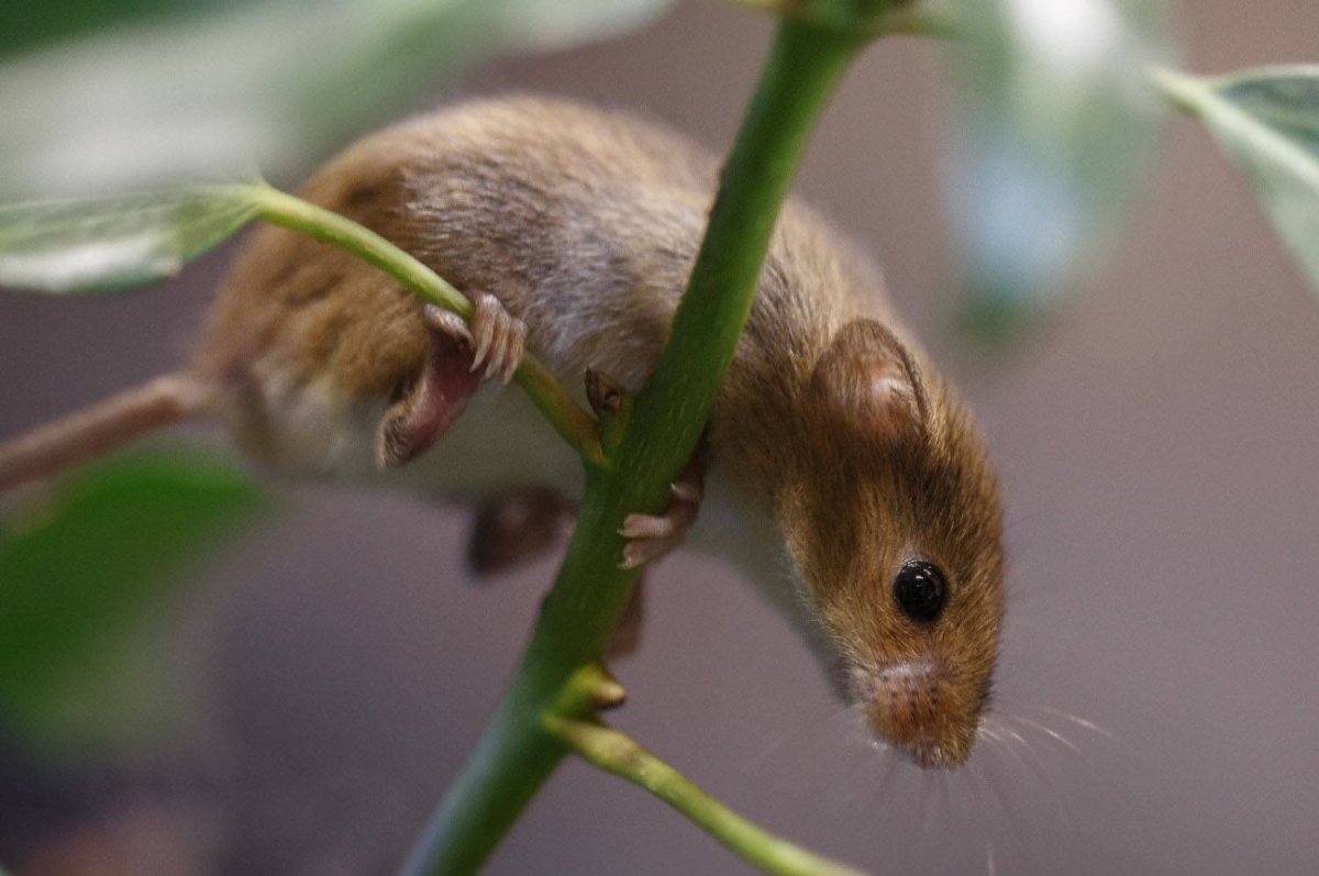 Грызуны растений