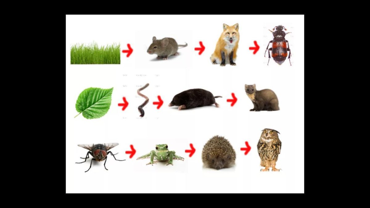 Цепь питания с кротом