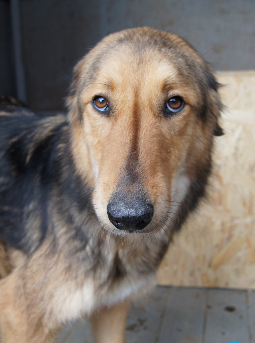 Метис колли