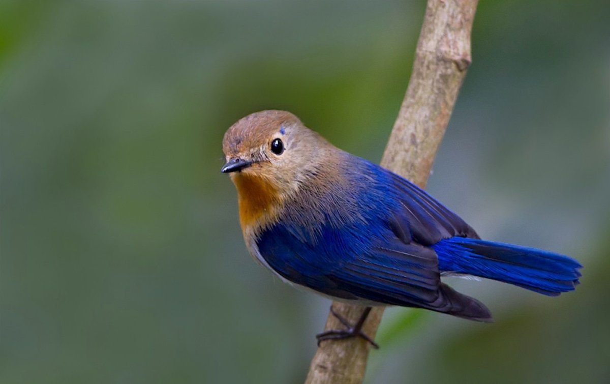 Королевский венценосный мухоед