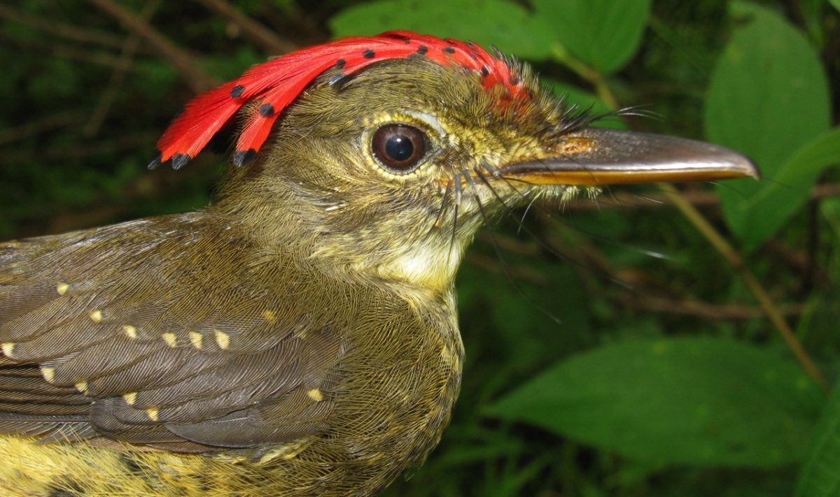Амазонский Королевский мухоед