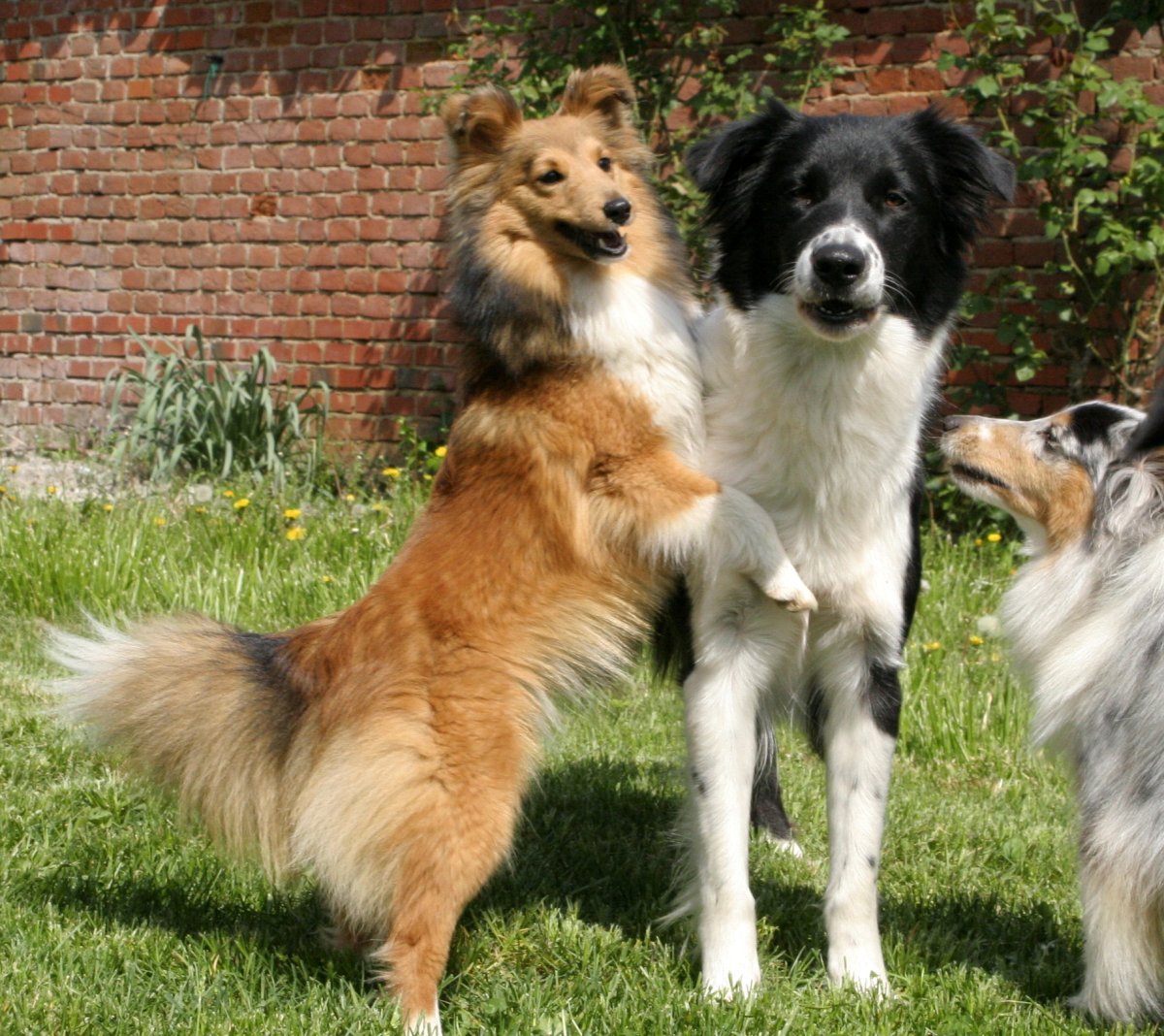 Ирландский колли