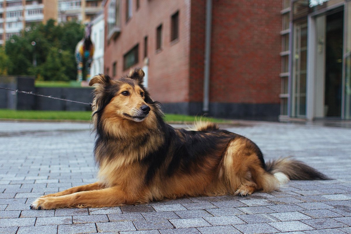 Метис колли