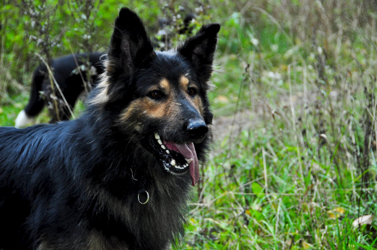 Помесь овчарки и грюнендаль