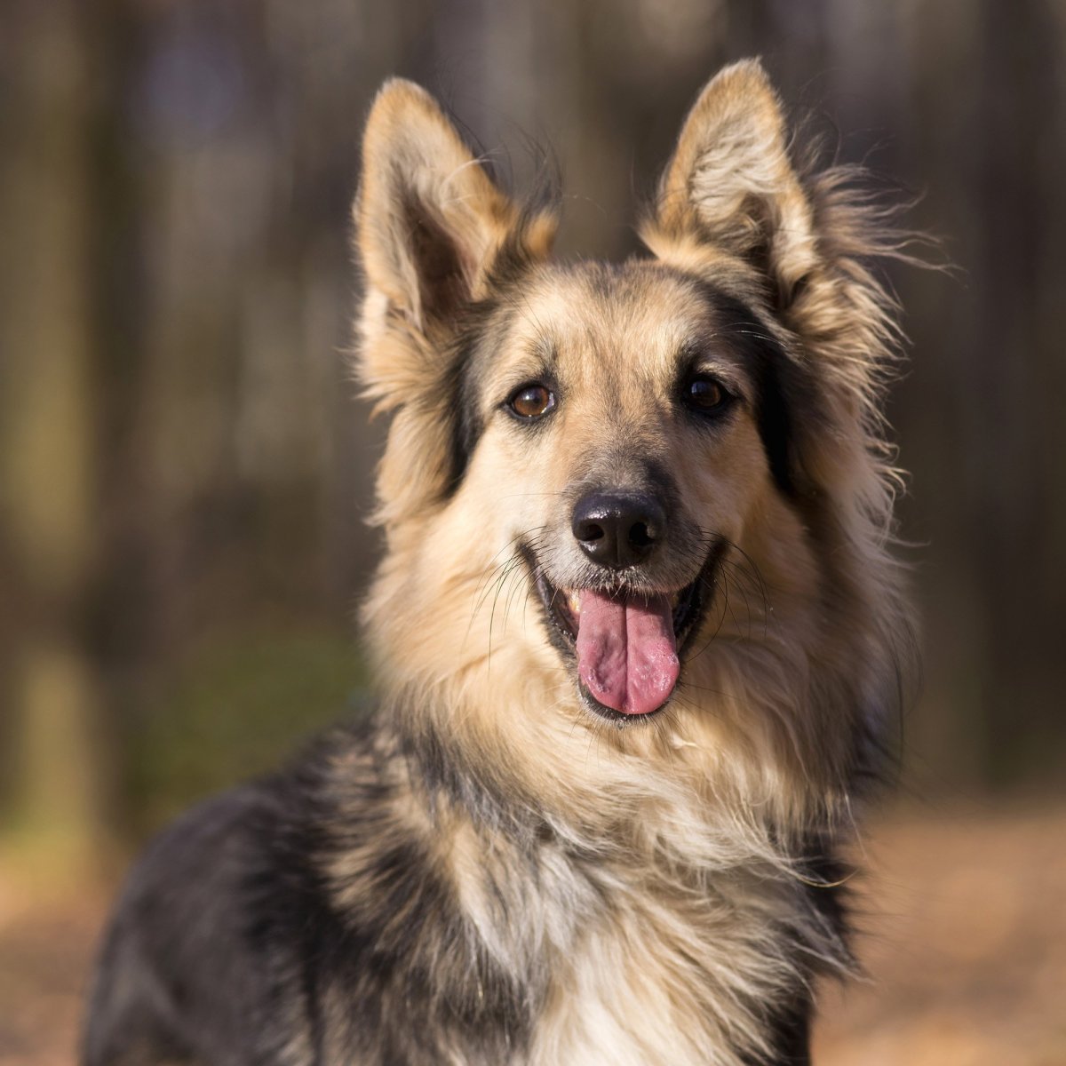 Гарафийская овчарка