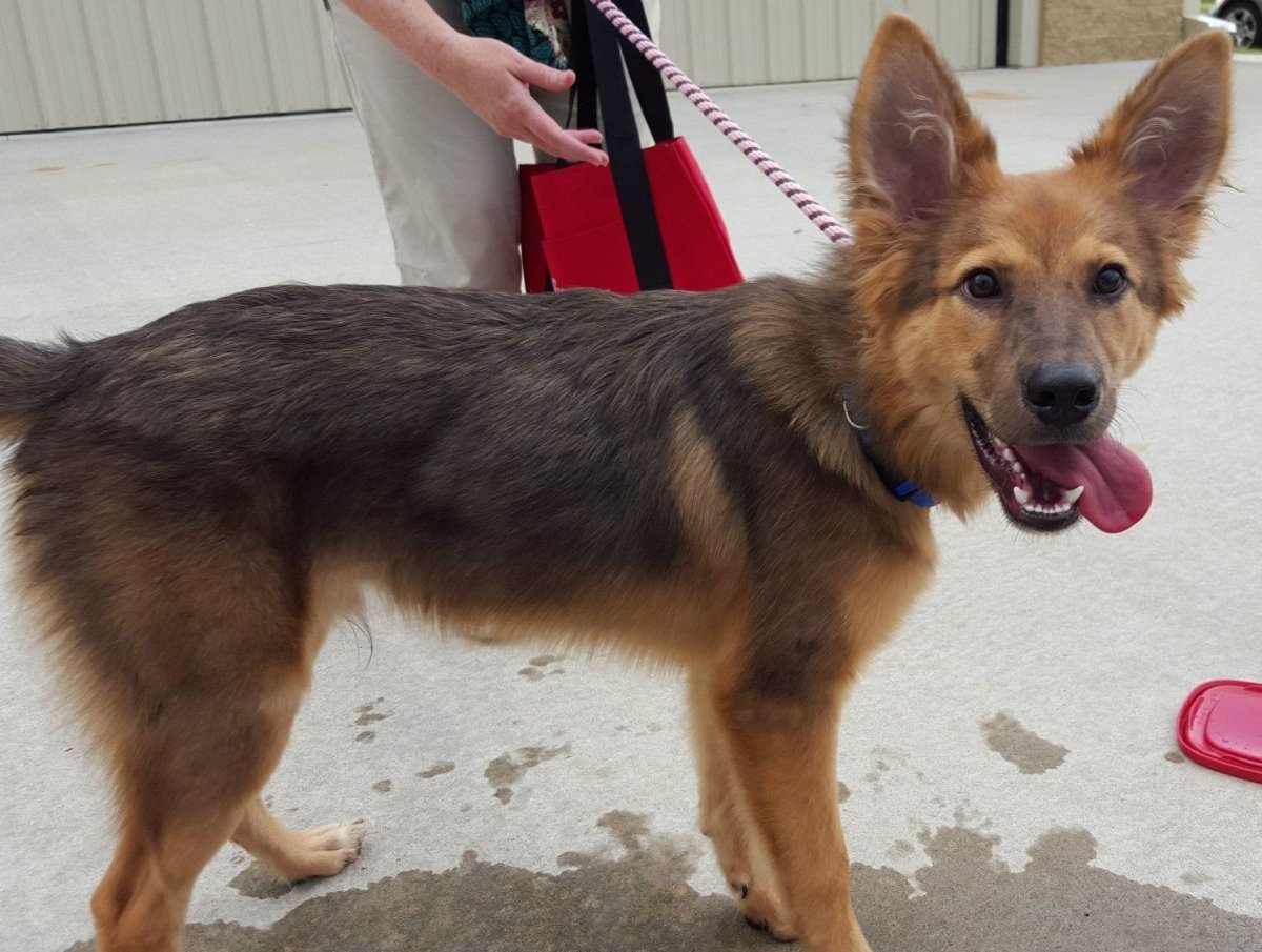 Метис бордер колли и немецкой овчарки