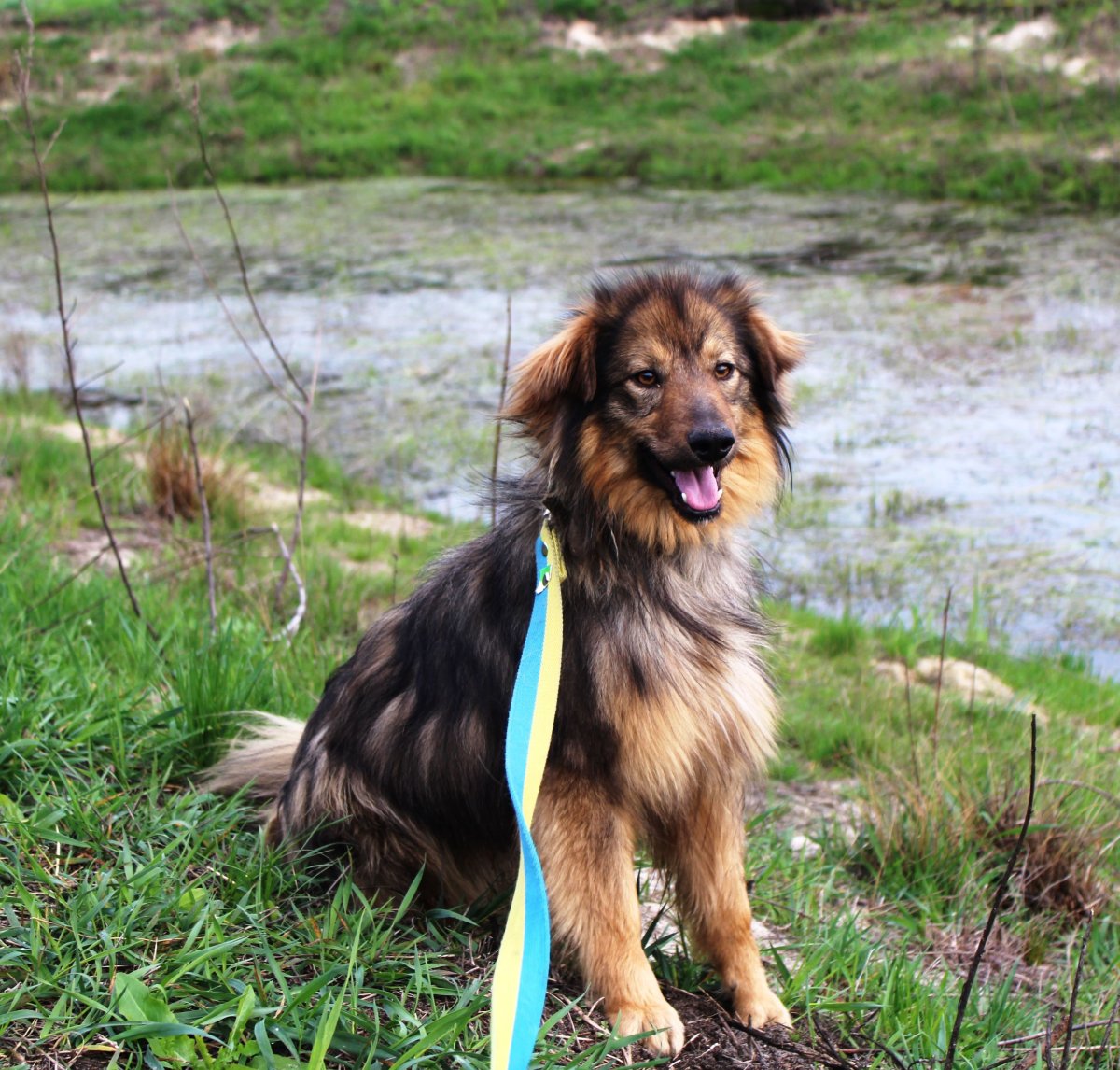 Метис колли и ретривера