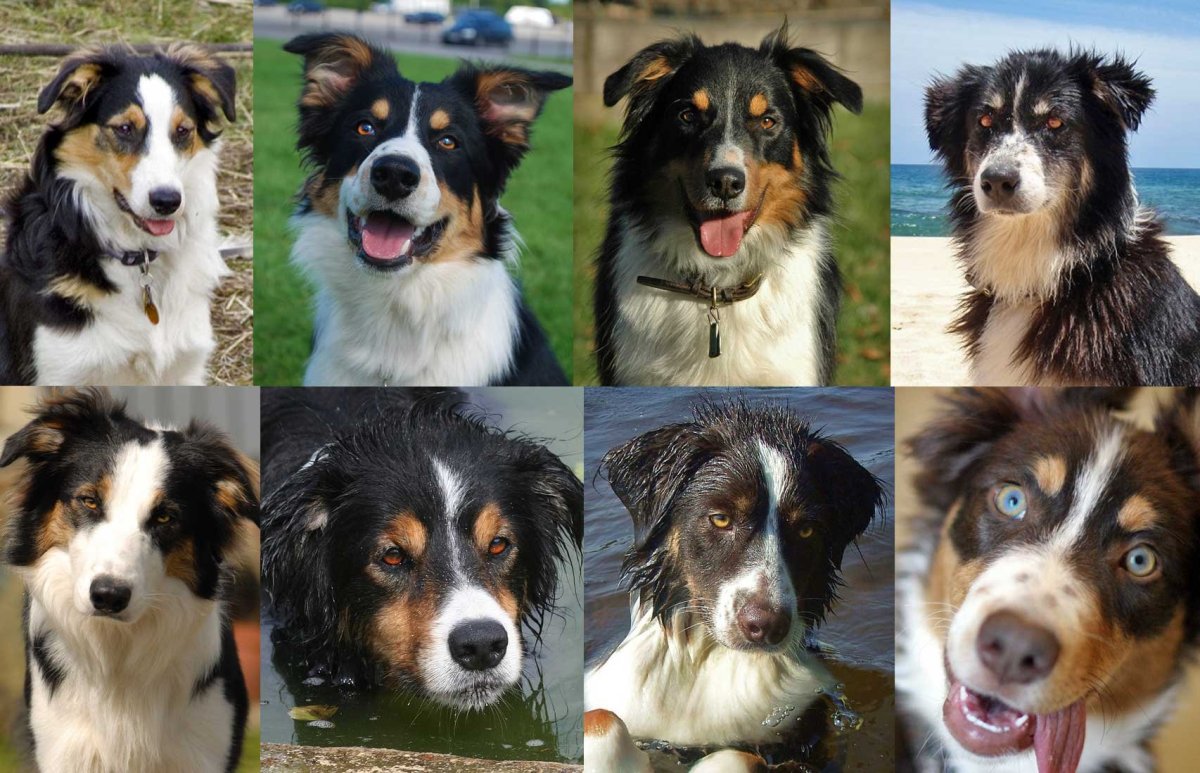 Австралийская овчарка и бордер колли