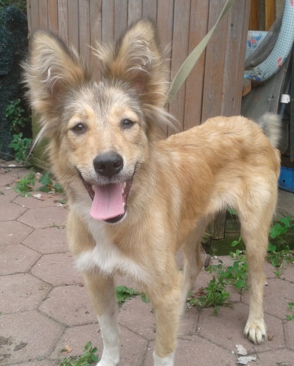 Метис колли и дворняги