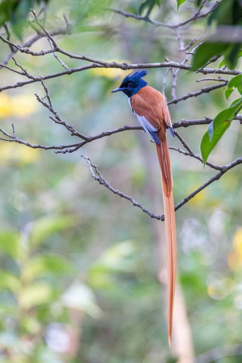 Амазонская Королевская мухоловка