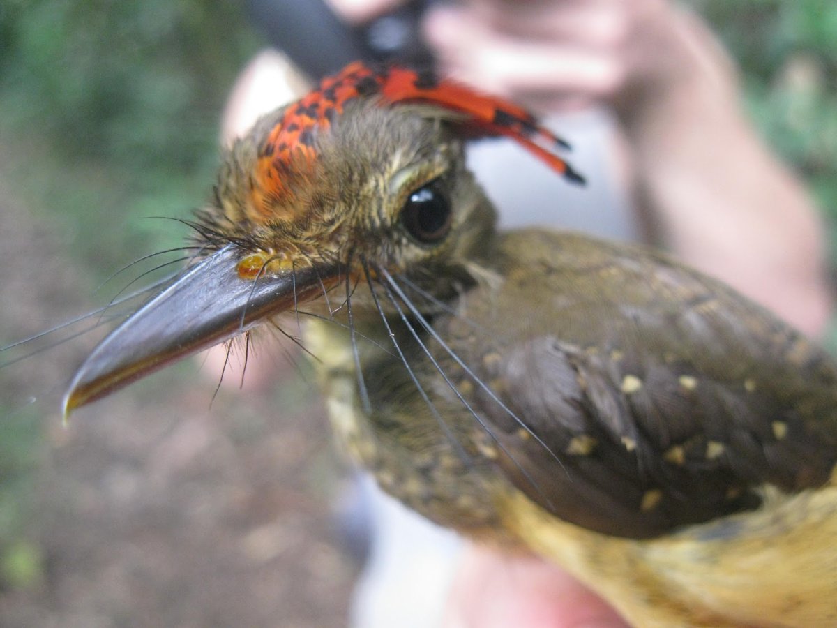 Мухоловковые в Краснодарском крае птицы