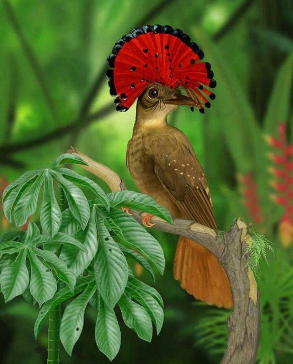 Амазонский венценосный мухоед