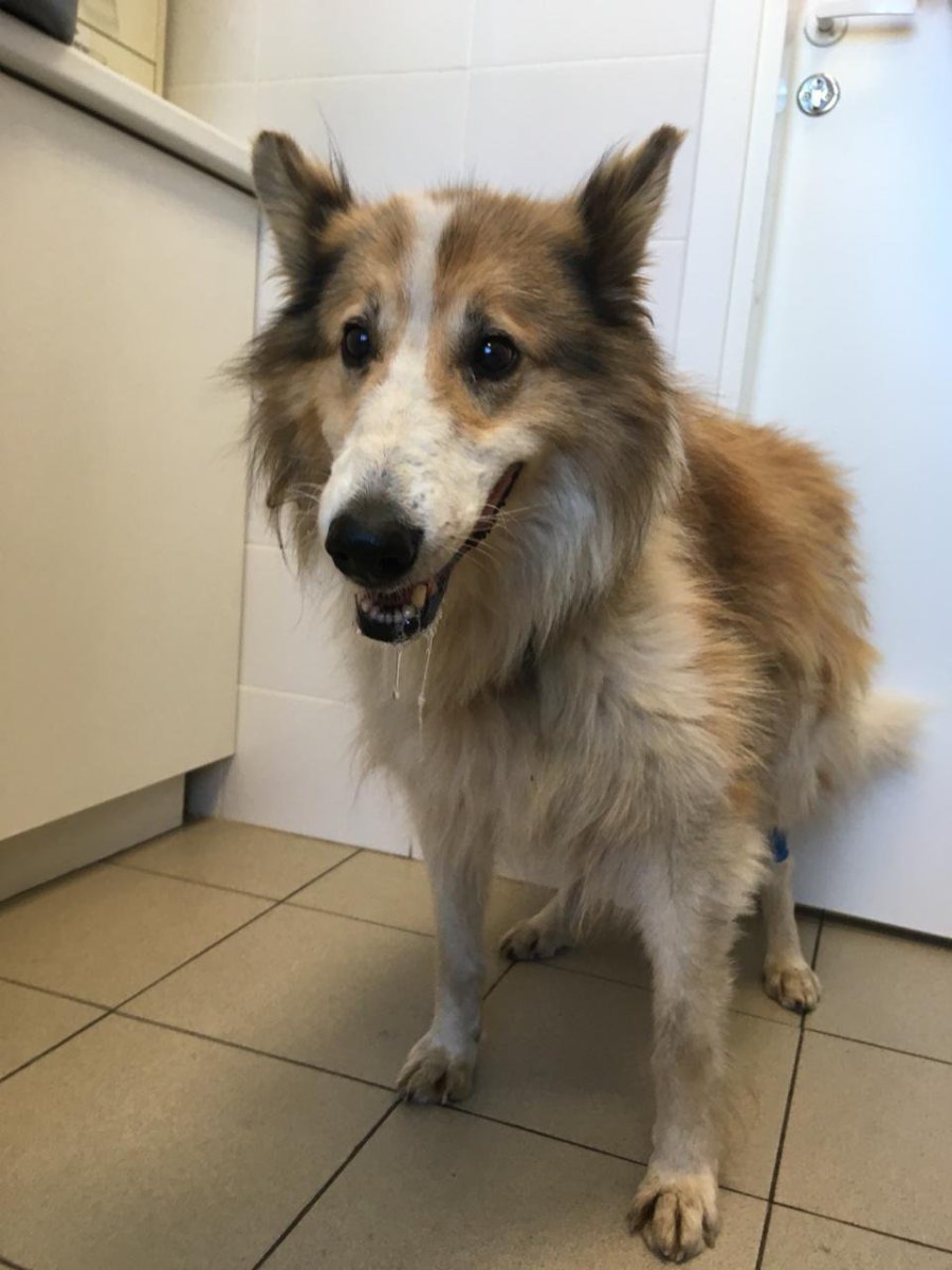 Колли русская борзая