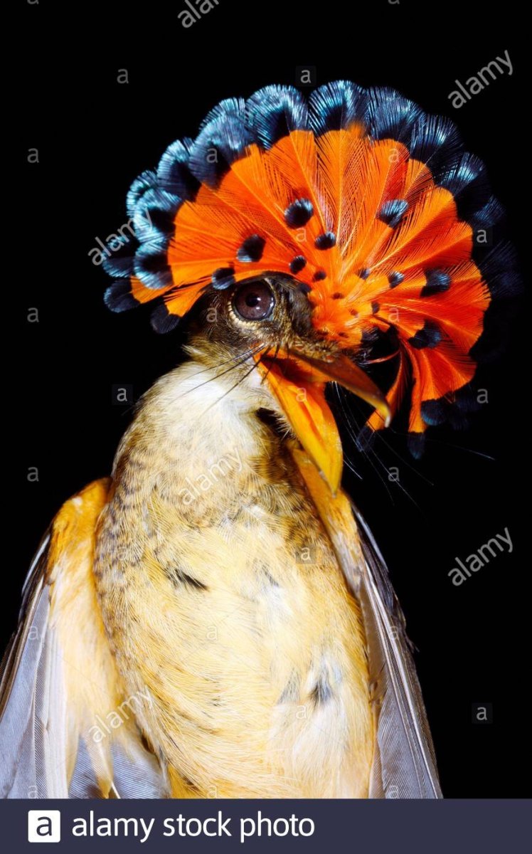 Птицы того времени