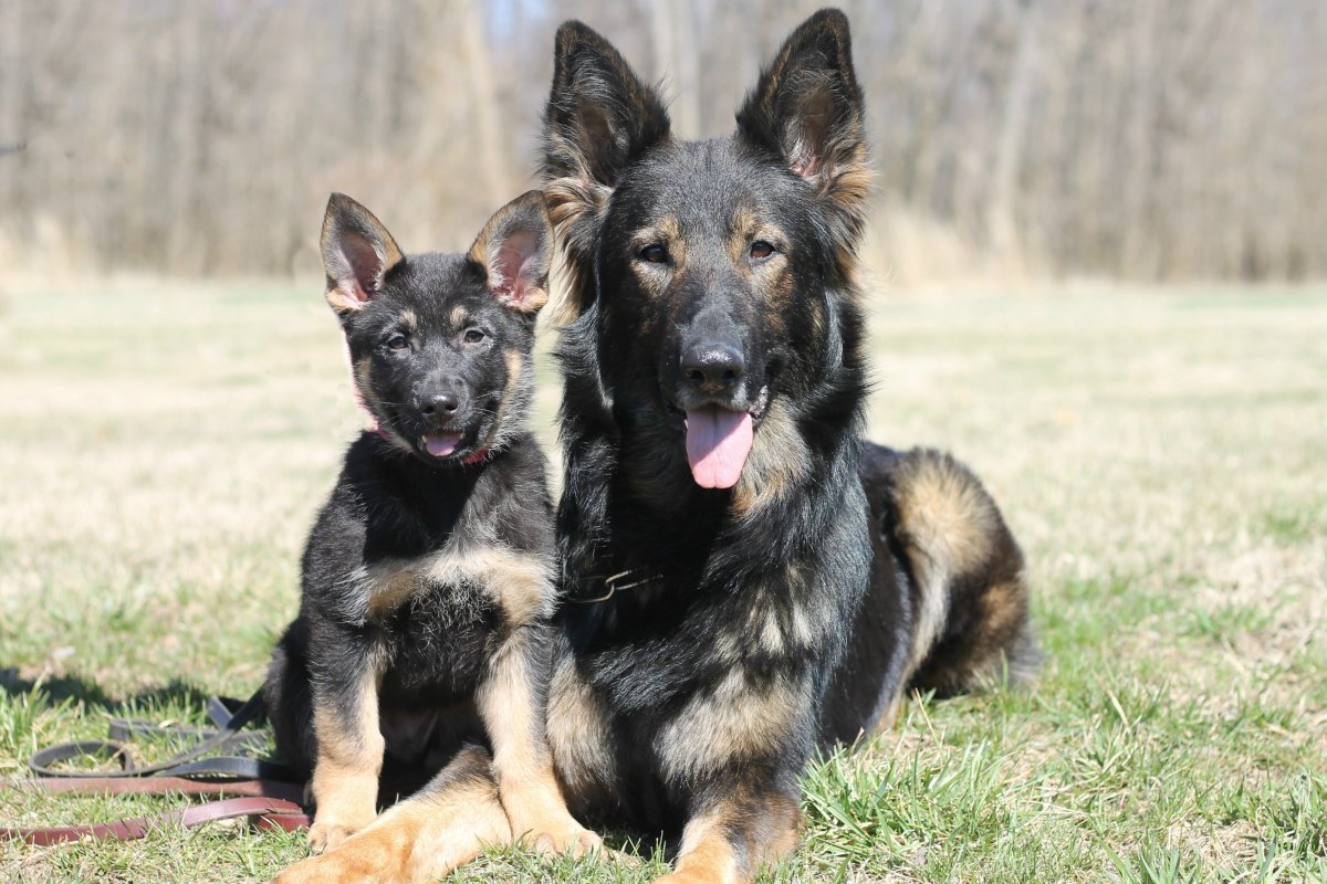 Гектор немецкая овчарка