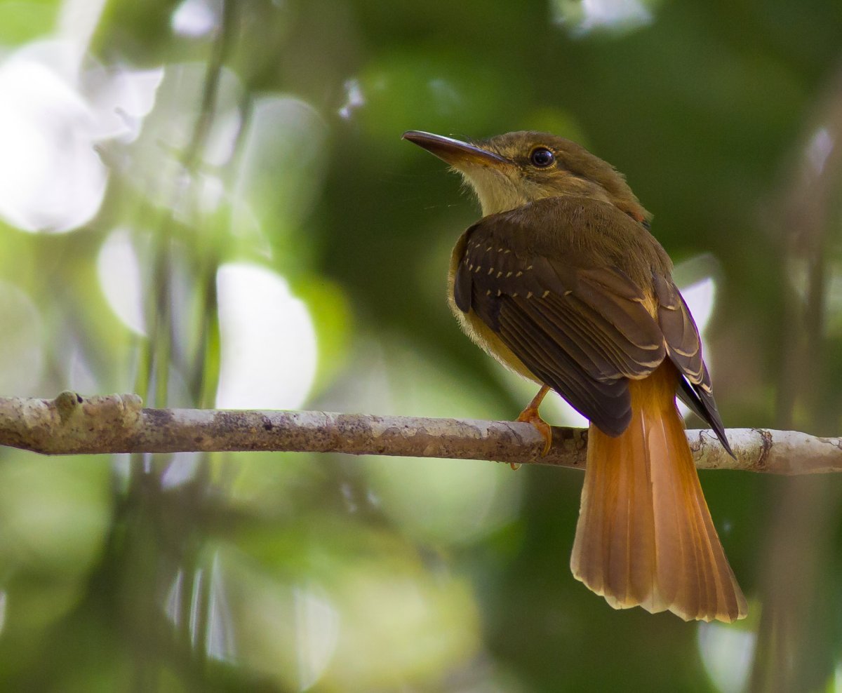 Амазонский венценосный мухоед милый рисунок