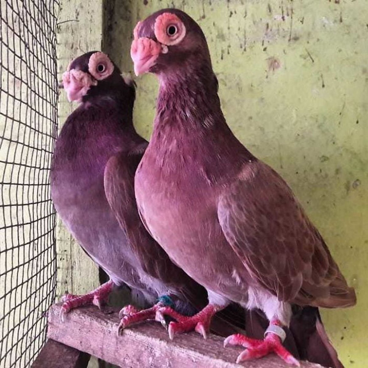 Бойные голуби Уды